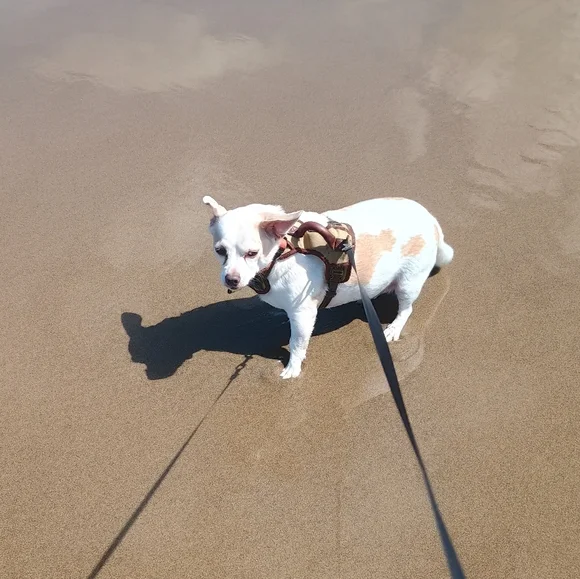 🏖️🌞🐕 Texas's Beach Day - Picture 3 of 16